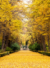  Walk of linden trees with the fallen leaves on the ground with strong golden, yellow and orange colors and at the bottom of the walk an ornamental fountain