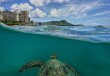 Swimming with Hawaiian Green Sea Turtles in Waikiki 