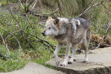 Mexican Gray Wolf.