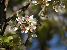 Honey Bee Flying Toward A Pear Blossom 