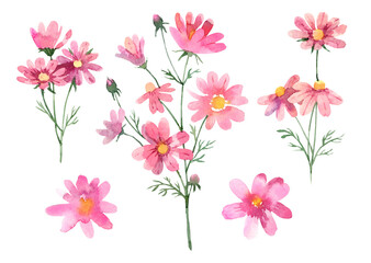 pink cosmos flower set. hand drawn watercolor illustration on white background