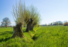 Salix caprea - willow grove.