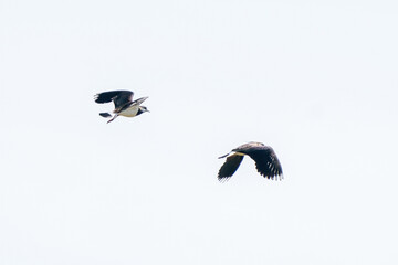 Two Lapwing birds fly and play in the air. In the province of Friesland in the Netherlands