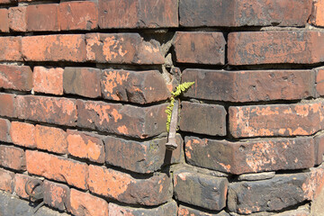 Wall Mural - Old weathered Broken Brick wall fragment .