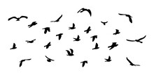 Flock Of Flying Birds. Vector Silhouette Birds, Stock Illustration