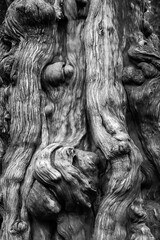 A close-up of the trunk of a large old tree. Tree bark texture.