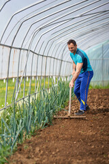 Wall Mural - Farmer planting tomatoes