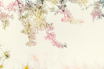 Wall Mural - Lovely spring background with cherry blossom branches in sunlight. Outdoor nature. Pastel color