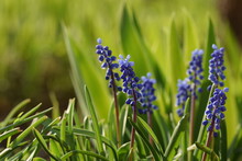 Muscari Grape Hyacinth Blue Flowers In Spring Garden
