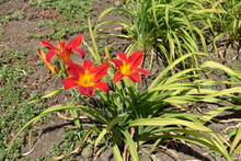 Three Bright Red And Yellow Flowers Of Daylily In June