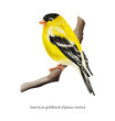 American goldfinch(Spinus tristis) illustration isolated on white background