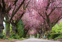 Road With Blossoming Cherry Trees