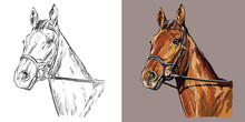 Vector Illustration Portrait Of Horse In The Bridle