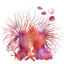Colorful Sea Anemones, Shells, Fishes And Jellyfishes.