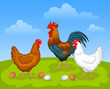 Scene with chickens. Brown and white Hen and Rooster. Male and female chickens