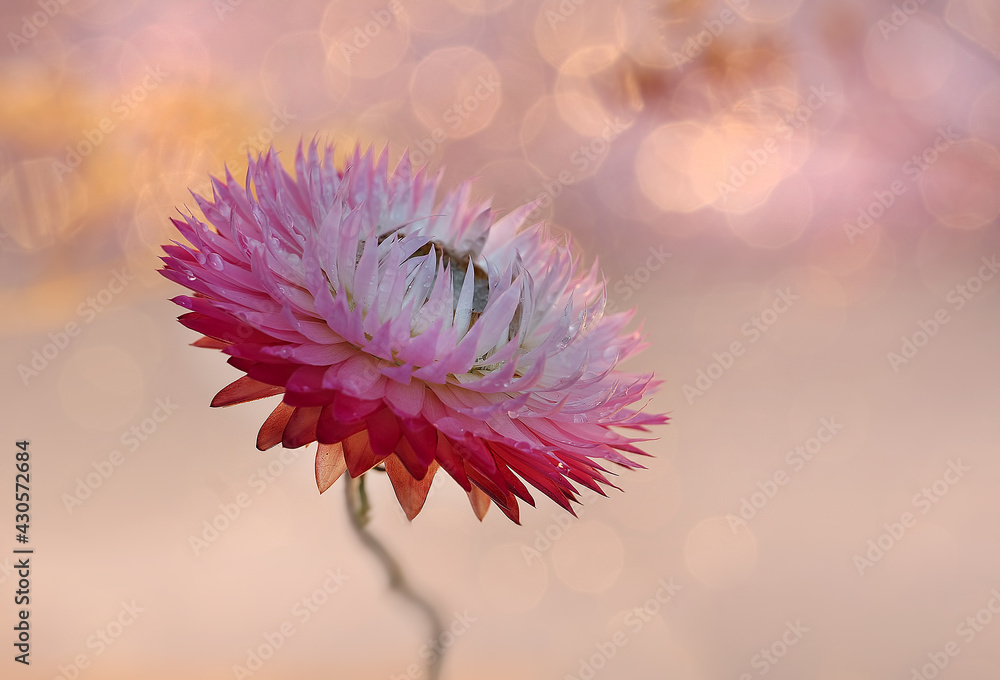 Kocanka "suchołuska" wieczny kwiat. Pink flowers - obrazy, fototapety, plakaty 