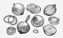 Onion Bulb And Rings. Hand Drawn Fresh Vegetables Sketch Vector Illustration