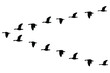 A wedge of geese flying in the sky, isolated on a white background. Vector stock illustration.