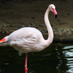 Sticker - Vertical shot of a flamingo standing on a lake