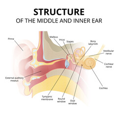 human ear anatomy, hearing system on white background