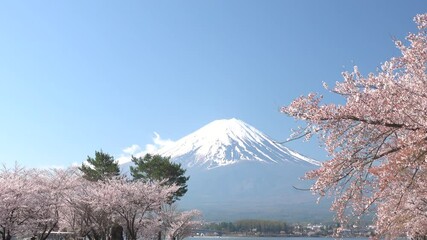 Wall Mural - 富士山と桜　2021年