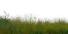 Grass Cutout On A White Background