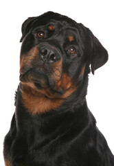 Sticker - Rottweiler dog studio portrait