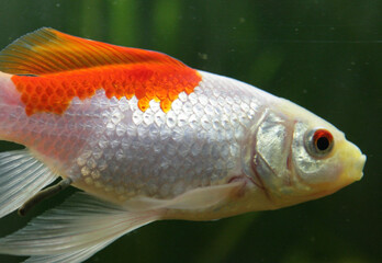 saras comet goldfish