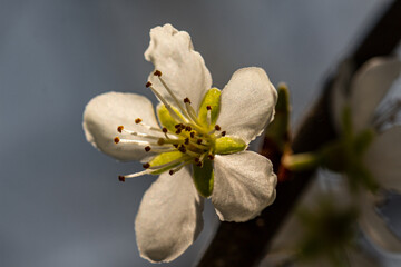 Wall Mural - Blossoms in spring