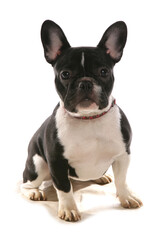 Wall Mural - Boston Terrier