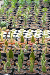 Wall Mural - Group of cactus in a pot in the garden. Small decorative plant.