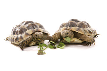 Poster - pair hermann tortoises eating