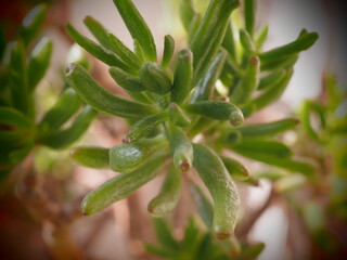 Poster - aloe vera plant