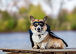 © nataba - portrait of a corgi dog in a superhero carnival costume in a black mask and raincoat sitting on the shore and smiling