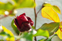 Red Dark Rose With Bright Green Leaves