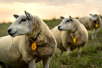 Poster - Selective focus shot of a sheep with a collar with number three in the meadow during the sunset