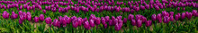A Panorama Image Of Purple Tulips In A Field Near Woodburn, Oregon