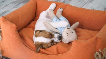 Wall Mural - Cute puppy sleeping in a couch