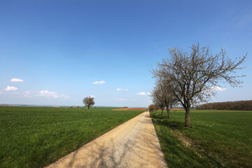 Wall Mural - Spring landscape with sown fields and blue sky