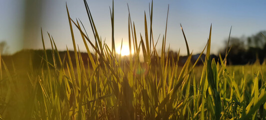 Sticker - romantic sunset in the grass