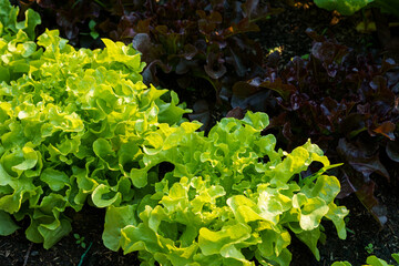 Wall Mural - Beautiful organic green and red oak lettuce or Salad vegetable garden on the soil growing,Harvesting Agricultural Farming.