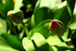 budzące sie do życia tulipany
