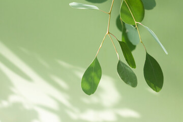a branch of eucalyptus on a light blurred background with a copy of the space. close-up.