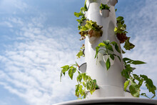 Spring Planting Of Aeroponic Vegetable Garden In Tower Style Sustainable System Consisting Of A Variety Of Salad Greens, Spinach, Tomato And Pepper Plants