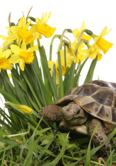 Wall Mural - hermann tortoise in daffodils