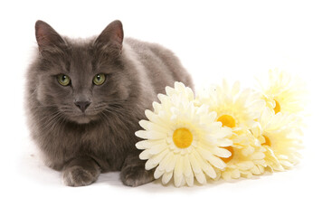 Poster - cat with flowers