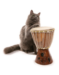 Poster - Cat playing the bongo