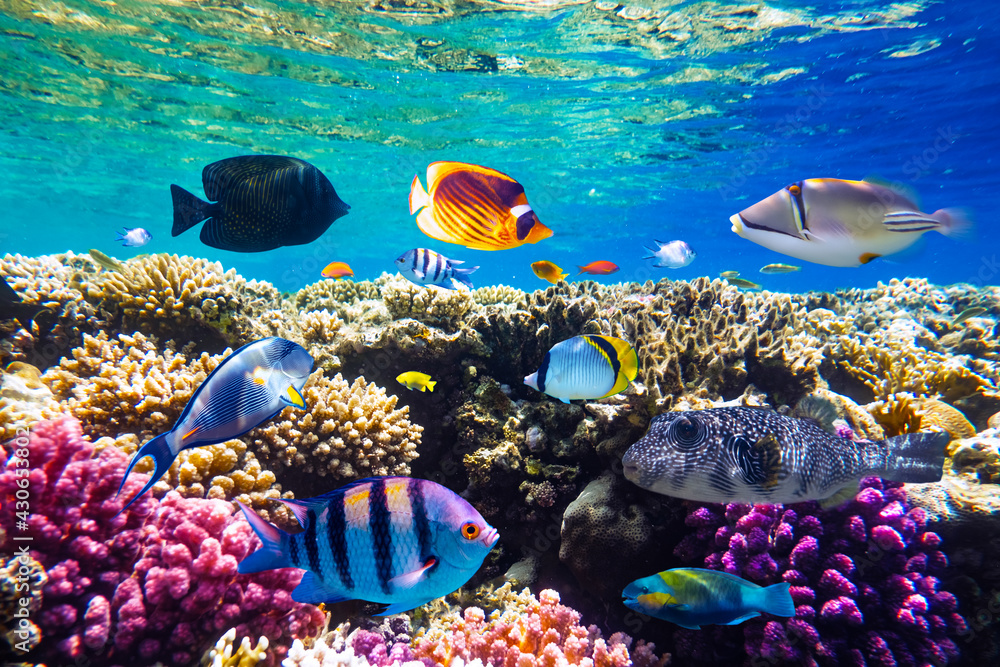 Different tropical fish on a coral reef in the Red Sea - obrazy, fototapety, plakaty 