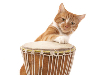 Canvas Print - Ginger cat playing bongos