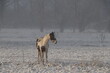 Pferd auf Schnee bedeckter Koppel
